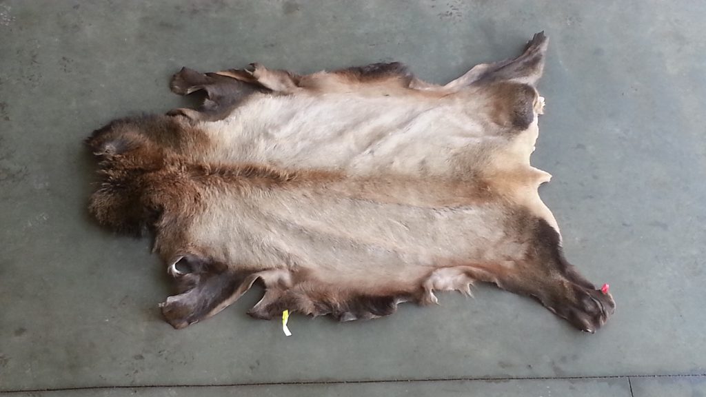 Elk Hides Promise Land Tannery