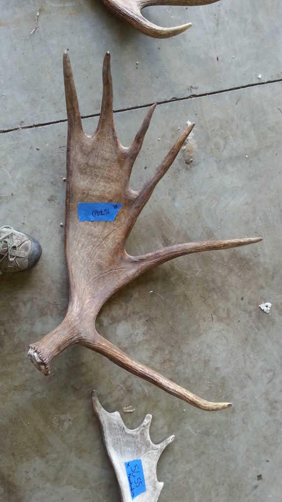 Shed Moose Antlers | Promise Land Tannery