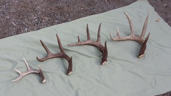 Shed Whitetail Deer Antlers | Promise Land Tannery